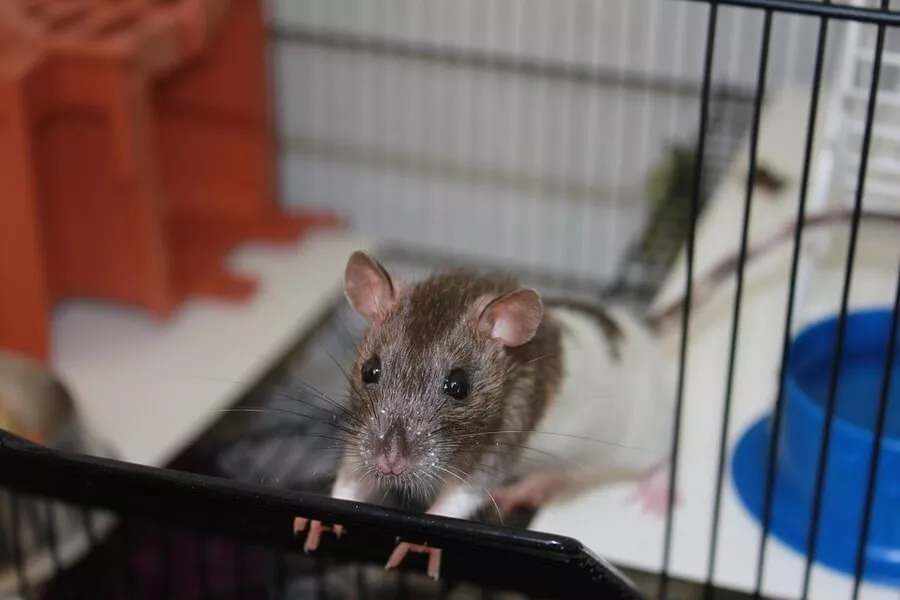 podgane so ljubke