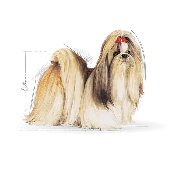 Royal Canin Shih-tzu Adult - 1,5 kg (3)