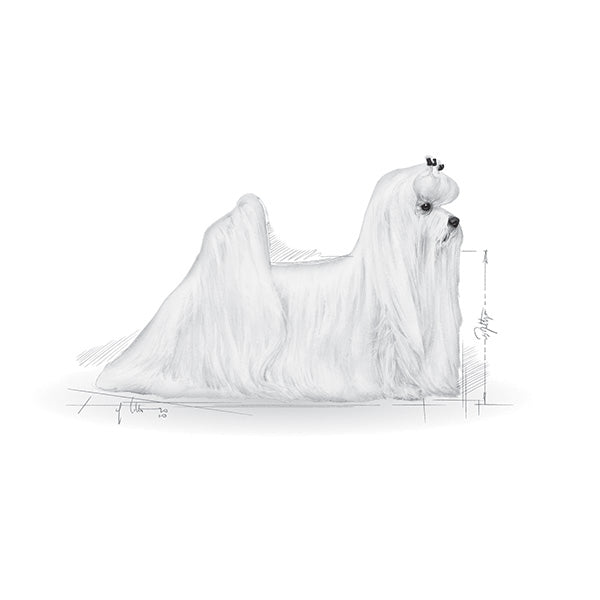 Royal Canin Maltese Adult - 1,5 kg (3)