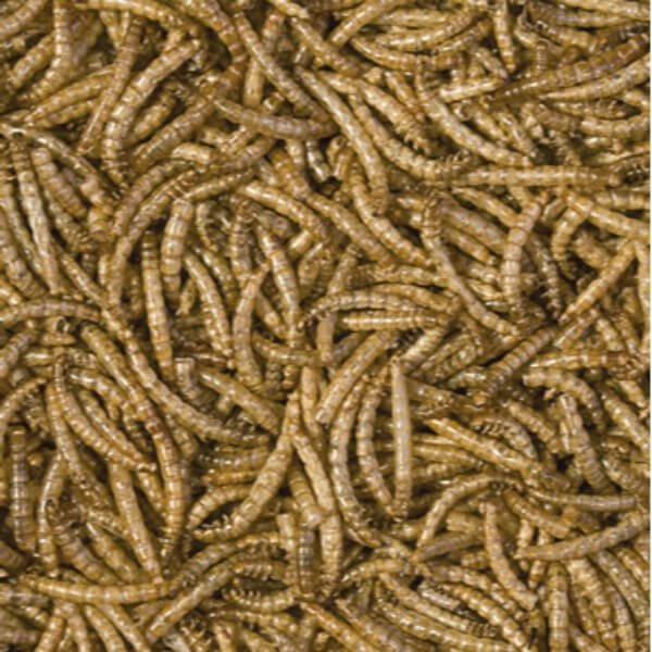 Tropical Meal Worms - 250 ml / 30 g (2)