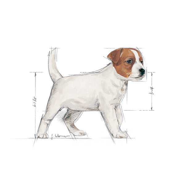 Royal Canin Mini Puppy - 2 kg (3)
