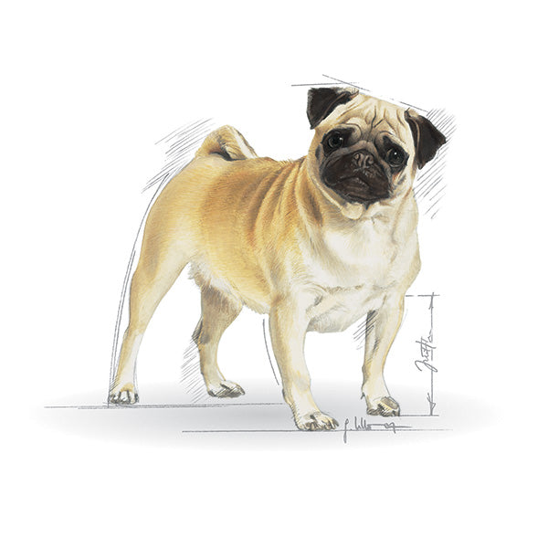 Royal Canin Pug Adult - 3 kg (3)
