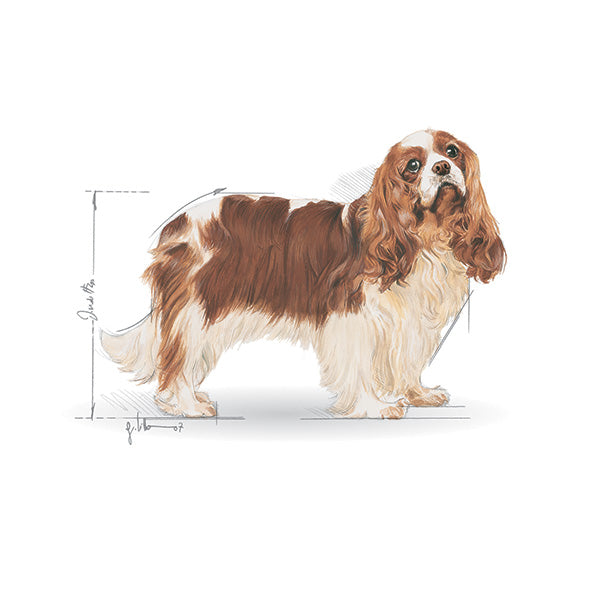 Royal Canin Cavalier King Charles španjel Adult - 3 kg (3)