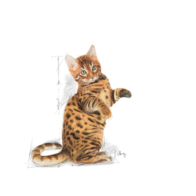 Royal Canin Sterilised Kitten - 400 g (3)