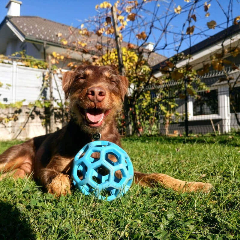 JW mrežasta žoga, L (3)