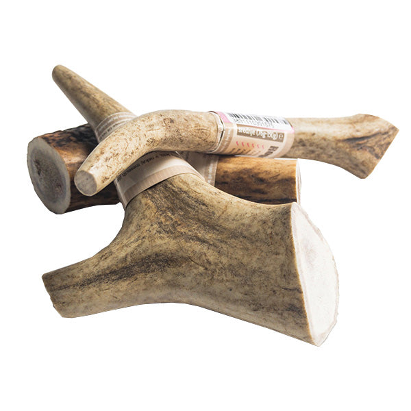 WolfPack rogovje jelena - različne velikosti - XL