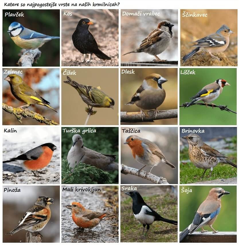 Ptičja krmilnica trikotnik, viseča - siva (2)