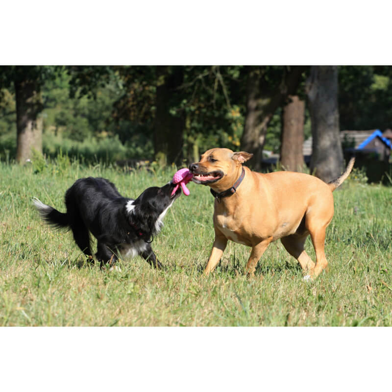 Kiwi Walker pena TPR hobotnica maxi, roza - 20 cm (3)