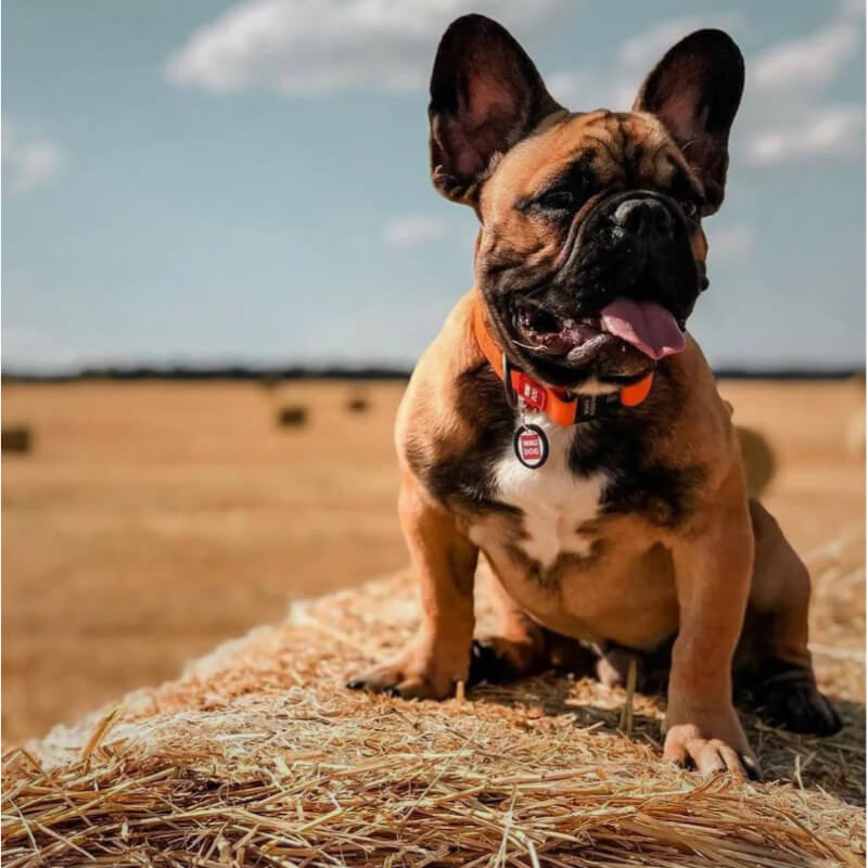 Waudog vodoodporna ovratnica, oranžna - kovinska zaponka, 43 - 70cm/ 40mm (2)