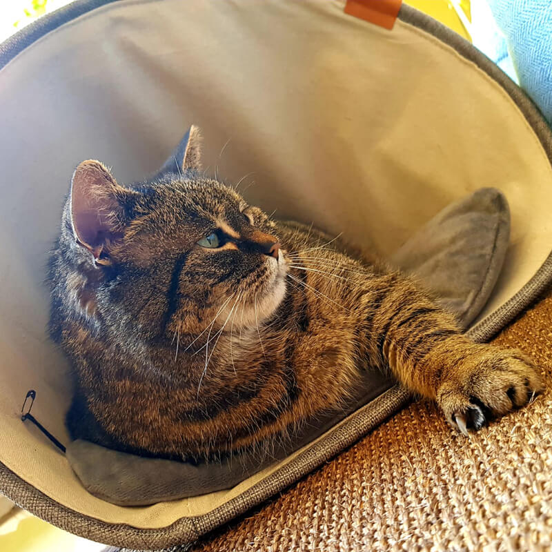 Duvo skrivališče Scott, modro - 43 x 43 x 35 cm (2)