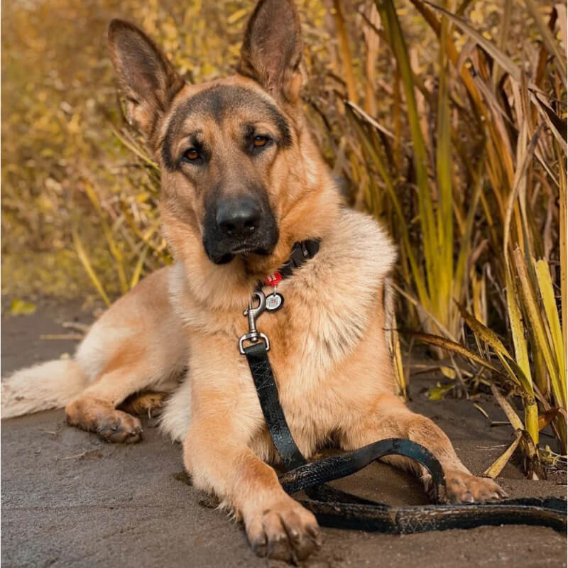 Waudog vodoodporen daljši povodec, črn - 305 cm