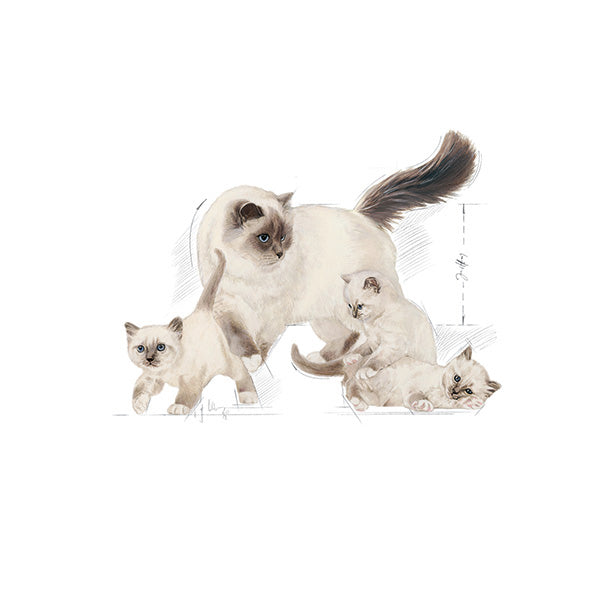 Royal Canin Mother & Babycat - 2 kg (3)