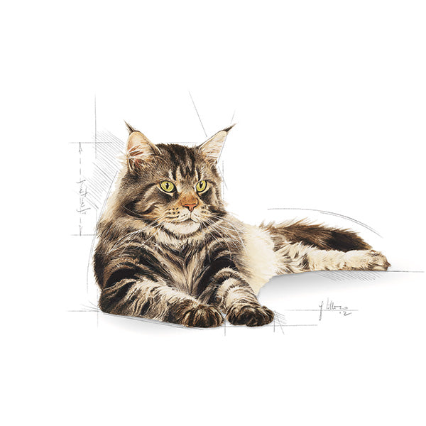 Royal Canin Maine Coon Adult - 2 kg (3)