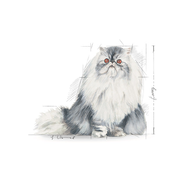 Royal Canin Persian Adult - 2 kg (3)