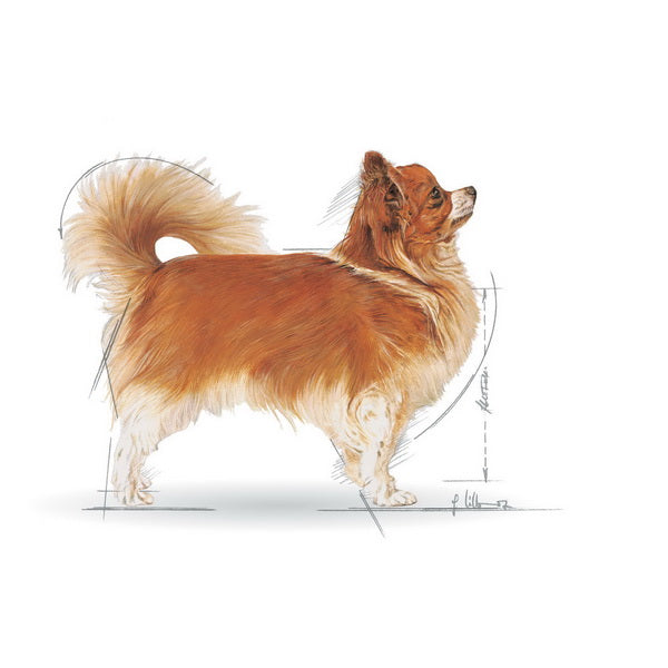 Royal Canin Chihuahua Adult - 500 g (3)