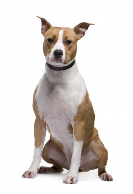 Stafordski terrier sales