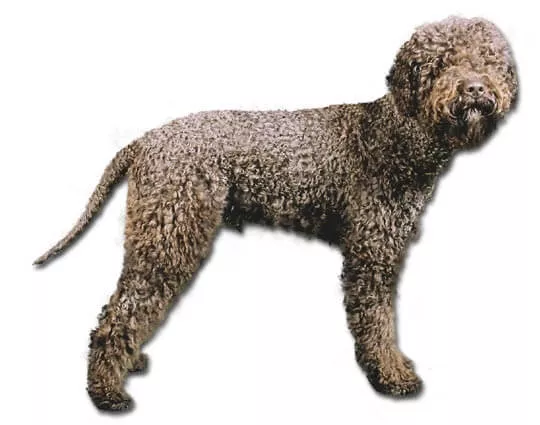 pasma lagotto romagnolo