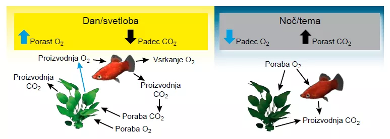 rastline v akvariju