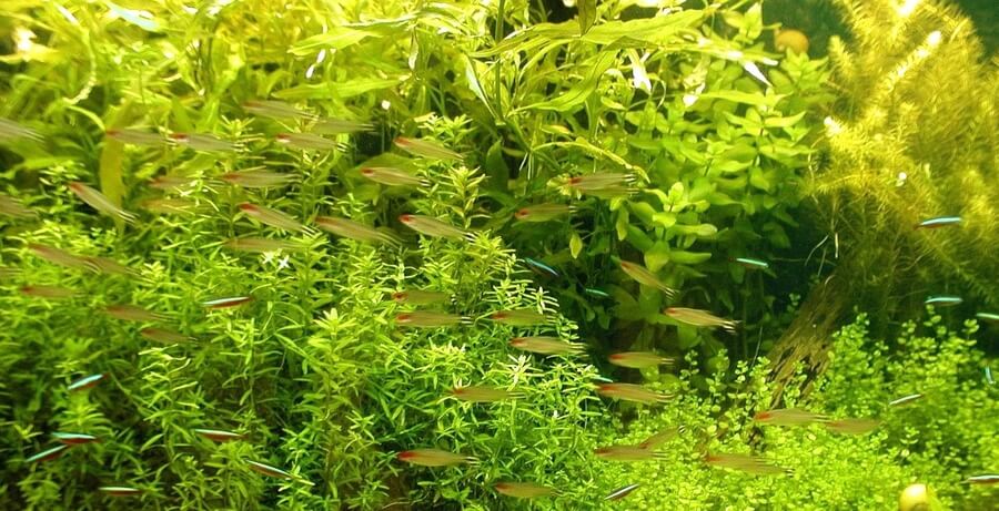 Gojenje rastlin v sladkovodnem akvariju je pomembno. akvarijske rastline