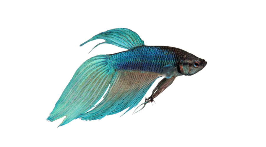 Akvarijski filter Akvarijski filter
