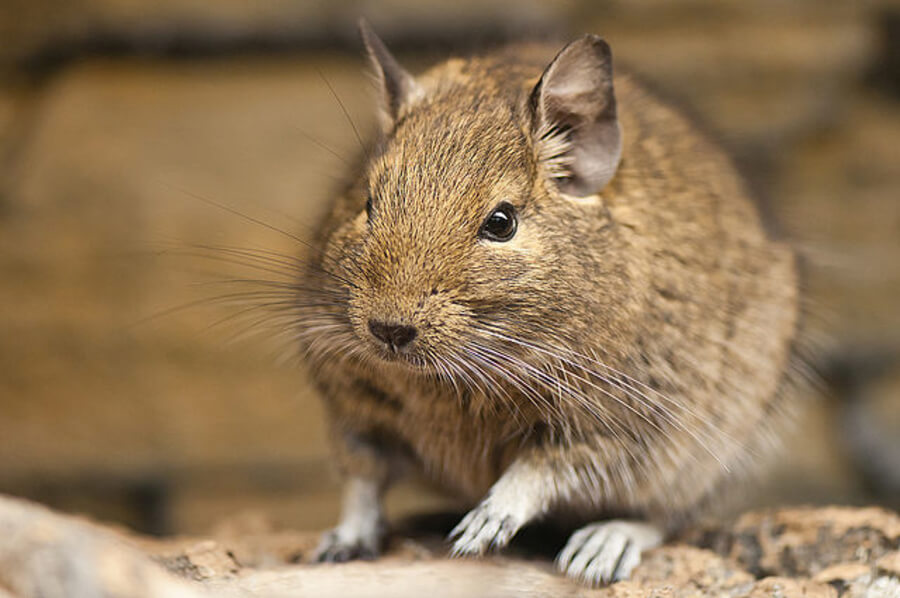 Degu