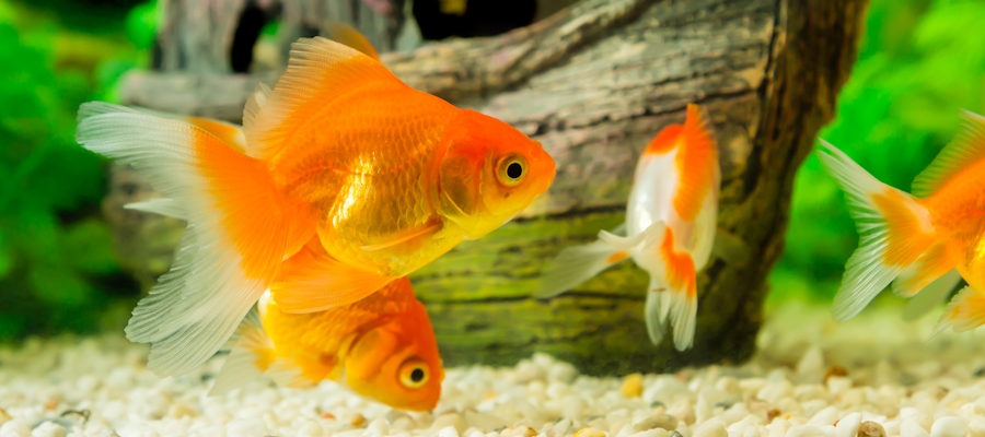 Zlate ribice v akvariju Zlate ribice v akvariju