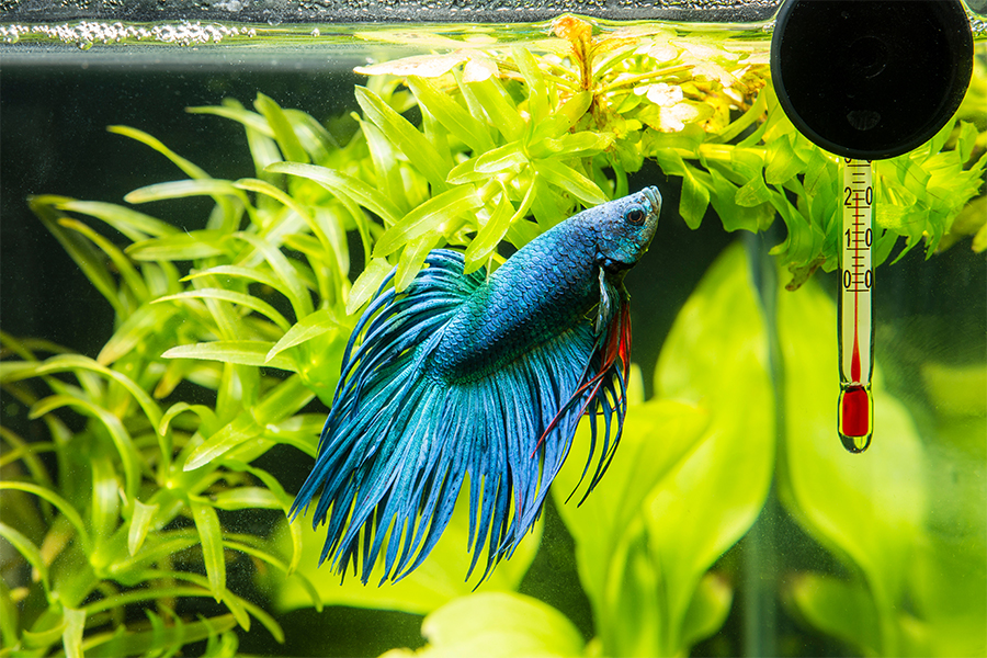 Pomembnost temperature vode v akvariju Temperatura akvarija