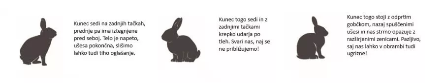 Nezadovoljen kunec
