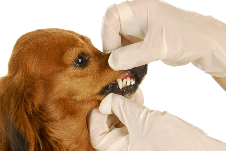čiščenje zob pri psu
