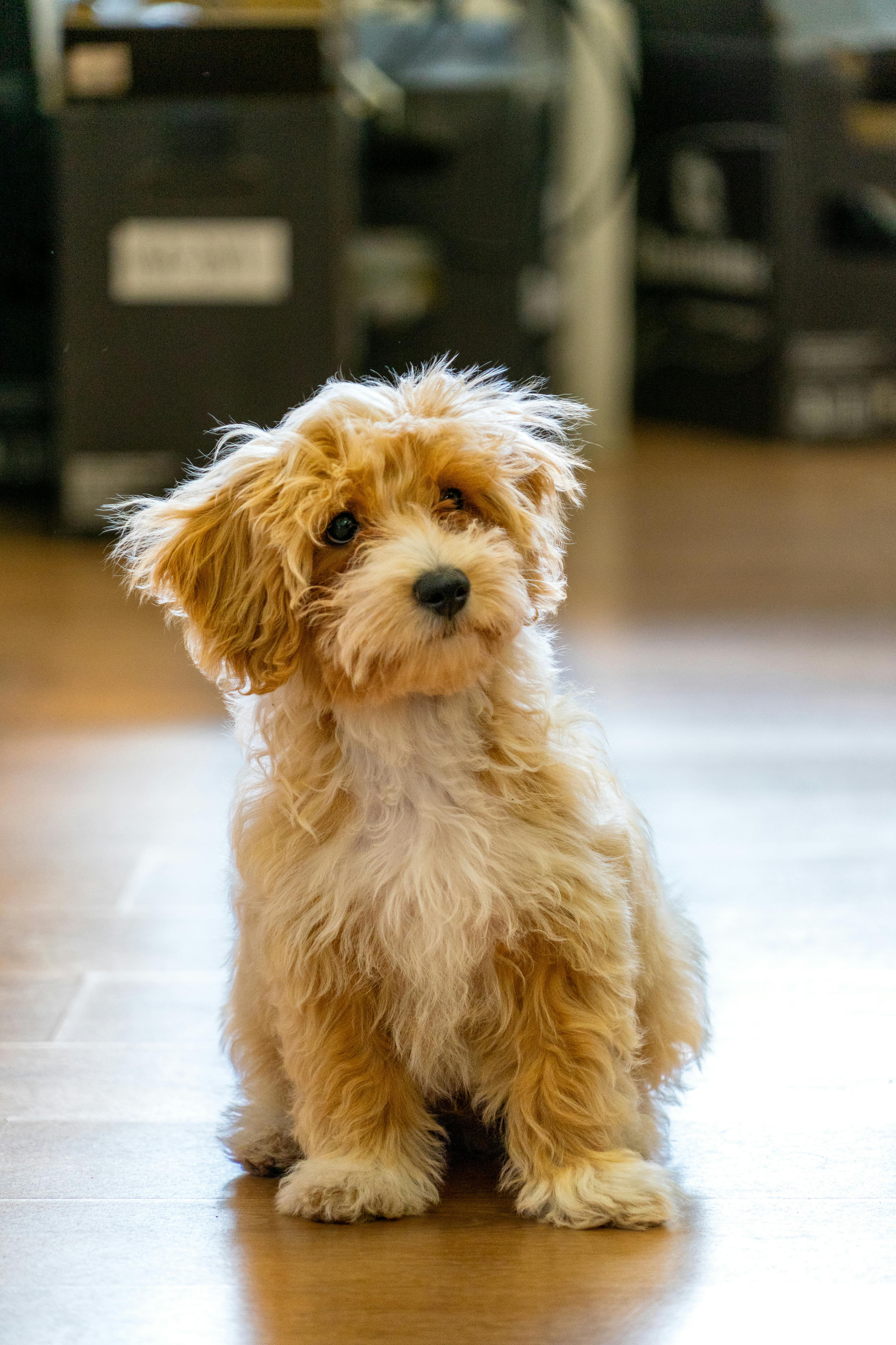 Maltipoo križanec