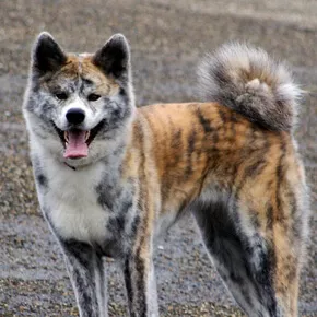 akita akita