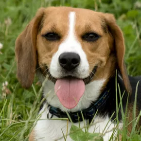 beagle