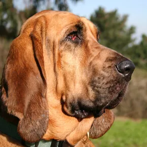 bloodhound