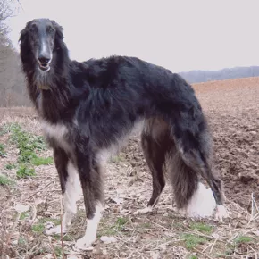 borzoi