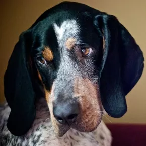 coonhound coonhound