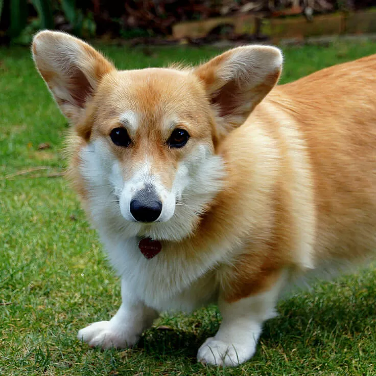 corgi