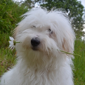 coton de tulear coton-de-tulear