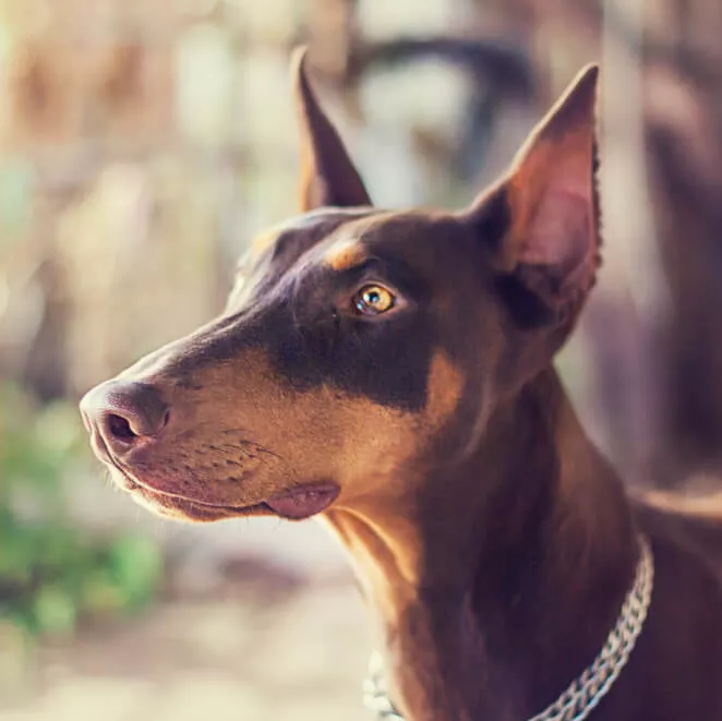 doberman