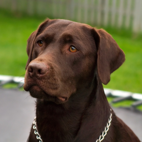 labradorec labradorec