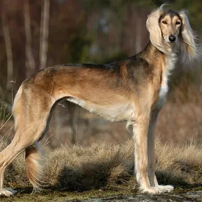 saluki