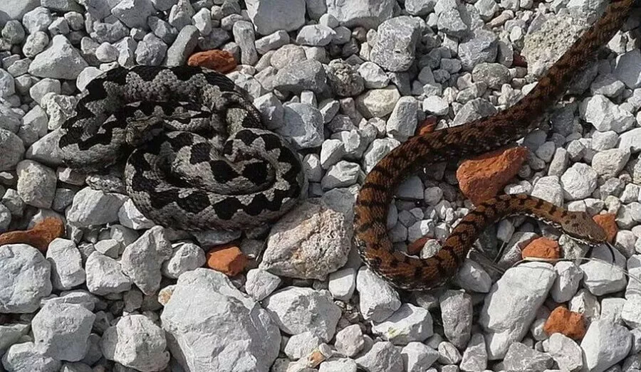 Ugriz gada in modrasa je za psa lahko usoden. gad modras
