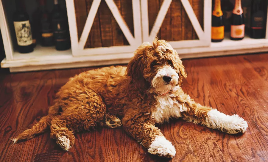 goldendoodle cavapoo