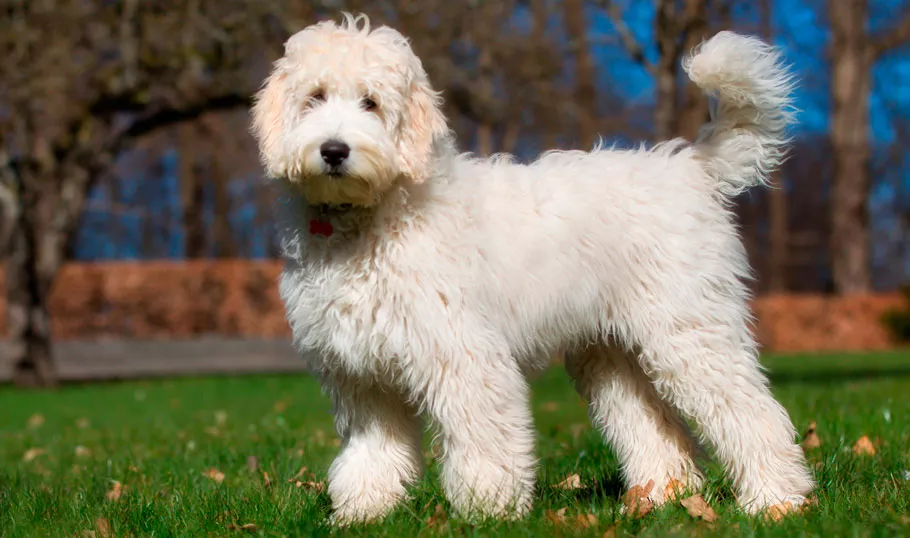 labradoodle zlatokoder