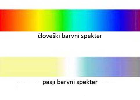 pasji vid