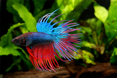 betta fish