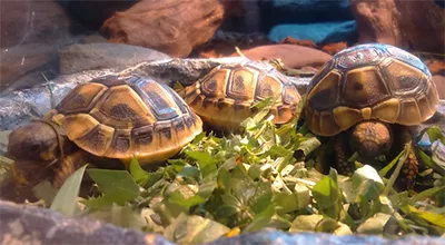 grška želva prehrana