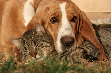 Psi in mačke so lahko najboljši prijatelji