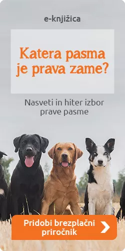 Prava pasma zame?