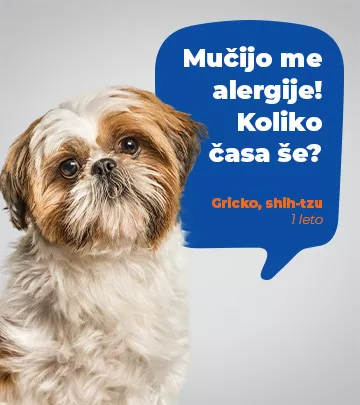 Težave psov alergije in občutljivosti