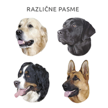 Pasemske nalepke, različne pasme (2 kos)